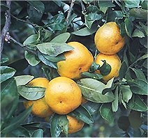 Satsuma Oranges